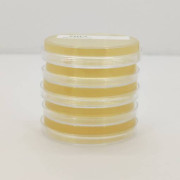 محیط کشت مولر هینتون / mueller hinton agar
