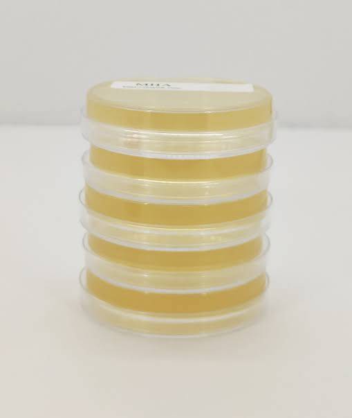 محیط کشت مولر هینتون / mueller hinton agar
