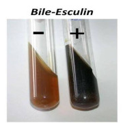 محیط کشت بایل اسکولین / Bile Esculin