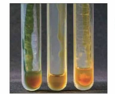 محیط کشت فنیل آلانین / phenylalanine agar
