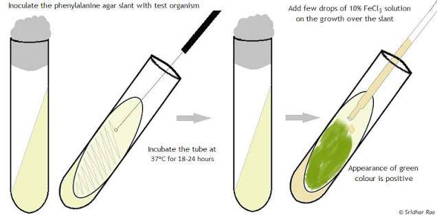 محیط کشت فنیل آلانین / phenylalanine agar