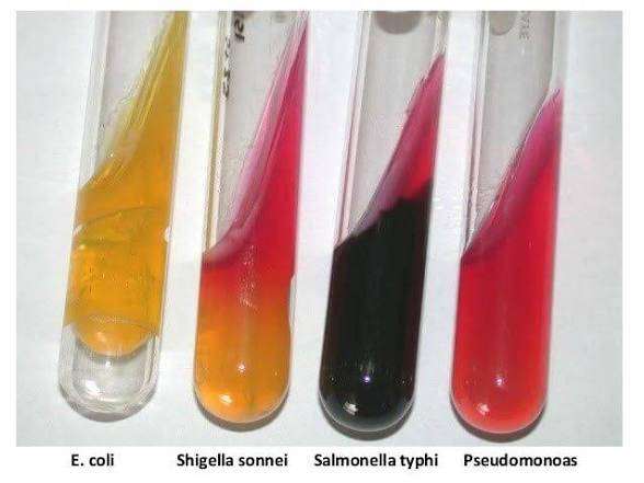 محیط کشت / TSI Agar