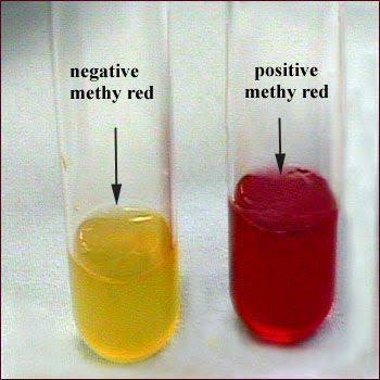 محیط کشت MR-VP | Methyl Red–Voges Proskauer Broth