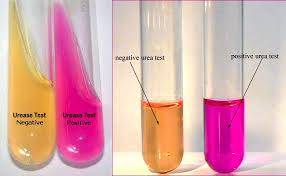 محیط کشت اوره آگار urea agar *